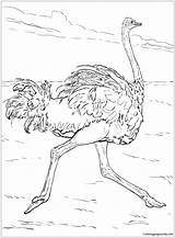 Coloring Ostrich Pages Runs Color Printable Birds Kids Adult Recommended sketch template