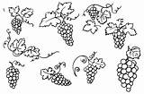 Weintrauben Druiven Grapes Grappe Raisins Depositphotos Raisin Vecteurs Libres Stockvektoren Illustrationen sketch template