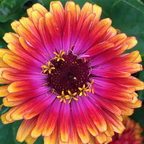 zinnia dreamin mix siskiyou seeds flower farm  flower flower