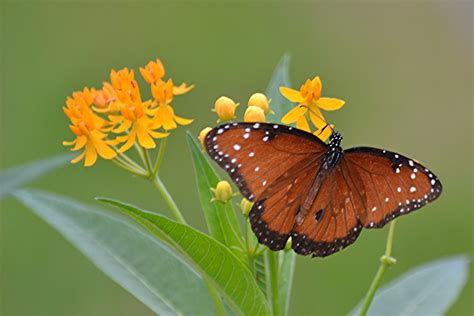 Queen Is Nectaring On Golden Milkweed Looks Like A Monarch Flickr