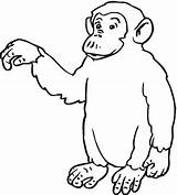 Coloring Pages Chimp Orangutan Chimpanzee Printable Orangutans Drawing Apes Getdrawings Animal Cartoon Affe Hi Says Supercoloring Choose Board Color sketch template