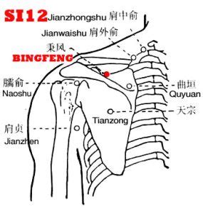 bingfeng  nomenclature location functions indications acupuncture nepal