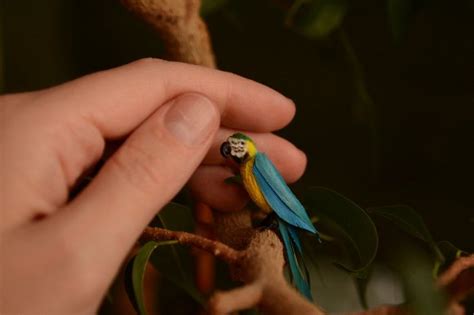 miniature parrot macaw rio  natalia ivanova tedsby