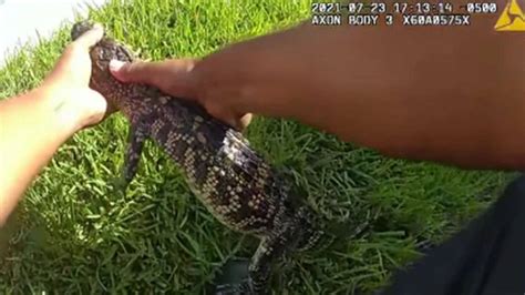 Texas Police Joke About Removing Trespassing Alligator “swimming Naked