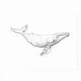 Whale Humpback Print Drawing Tattoo Society6 Illustration Pages Coloring Sketch Baleine Dessin Drawings Color Whales Artwork Painting Tattoos Getcolorings Bosse sketch template