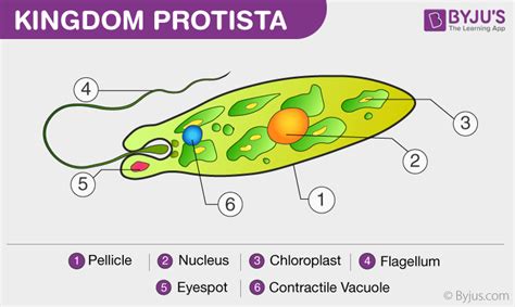 kingdom protista characteristics  classification  protists