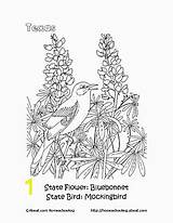 Coloring Pages Texan Go Texas Printables Homeschoolers Divyajanani Bird Choose State Board sketch template