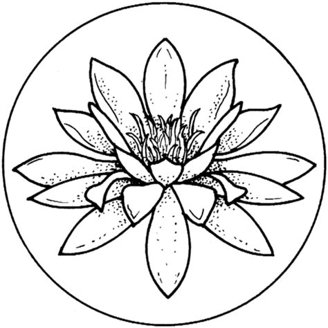 water lily blossom coloring page  printable coloring pages