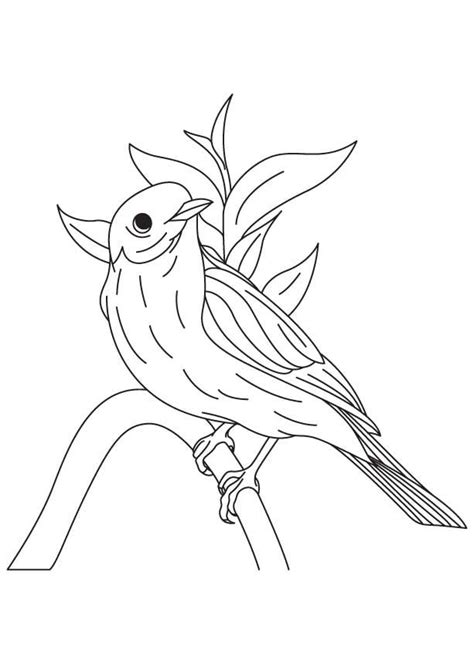bluebird coloring pages  coloring pages  kids bird coloring