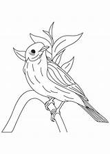 Bluebird Humming Kolibri sketch template