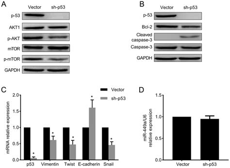 microrna‑449a inhibits cell proliferation and migration by regulating