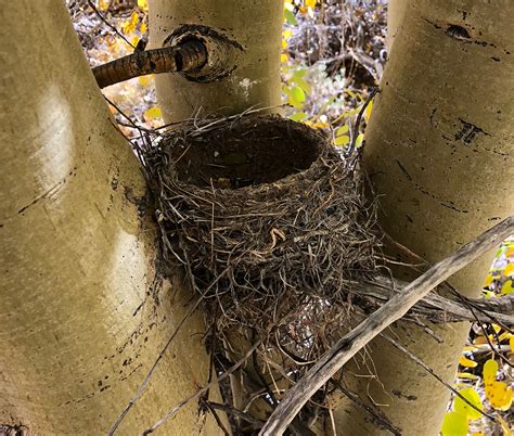 naturalist   birds    build nests bay nature
