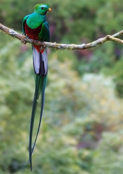 birds   world resplendent quetzal