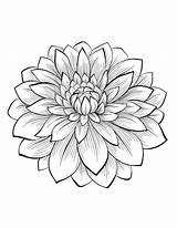 Flowers Dahlia Coloring Flower Color Adult Beautiful Pages Most Vegetation sketch template