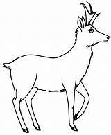 Pronghorn Coloringall sketch template