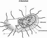 Bacteria Coloring Pages Cell Getcolorings Color Pa Getdrawings sketch template