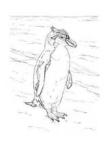 Coloring Penguin Penguins Pages Realistic Royal sketch template