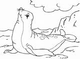 Foca Colorare Zeehond Seehund Zeehonden Malvorlage Seal Disegni Ausmalbilder Phoque Een Dieren Riesenkalmar Schoolplaten Schulbilder Animali Zeeleeuw Monsters Kraken Cute sketch template