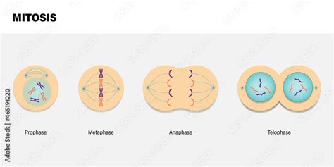 diagram  mitosis prophase metaphase anaphase  telophase stock