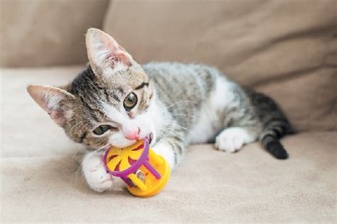 kitten biting — here s how to stop it catster