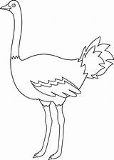 Ostrich Clipart Drawing Clip Outline Colorable Transparent Sweetclipart Coloring Line Cliparts Library Background Webstockreview Clipground sketch template