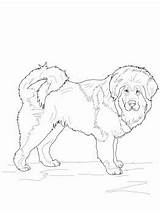 Mastiff Tibetan Coloring Dog Pages Choose Board Printable sketch template