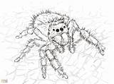 Spider Coloring Pages Scary Wolf Realistic Printable Getcolorings Color Print Getdrawings sketch template
