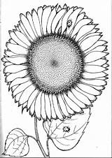 Sunflower Seed Seeds sketch template