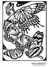 Butterflies Coloring Printable Pages Print Fun Bugs Variety Showing Ready Creative Some Beautiful sketch template