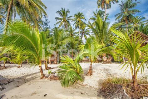exotic tropical beach stock photo royalty  freeimages