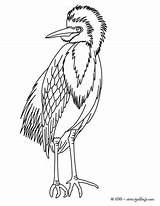 Reiher Garza Ibis Hellokids Aves Oiseaux Colorier sketch template