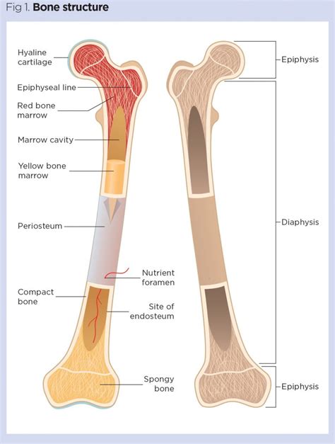 skeletal system   anatomy  physiology  bones nursing times
