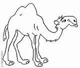 Camello Camellos Cammelli Sonriente Dromadaire Cammello Colorea Stampare Coloratutto Camile Desene Coloriages sketch template