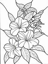 Coloring Flowers Tropical Pages Flower Glass Garden Book Stained Hawaiian Drawings Kids Flores Adults Adult Colouring Popular Exotic Para Floral sketch template
