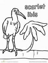 Scarlet Ibis Designlooter 300px 84kb sketch template