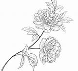 Peony sketch template