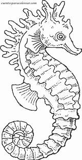 Hippocampe Seahorse Colorat Aquatique Mare Caluti Cal Coloriages Kleurplaat Hippocampes Jardindepierrot Dans Desene Caballitos Marin Seahorses морской конек Ecrire Divierten sketch template