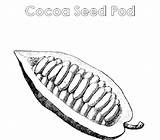 Cocoa Bean Coloring Pod Seed Color Atozkidsstuff Template Pages Sketch sketch template