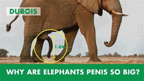 Why Is An Elephants Penis Is So Big What S The Size Of An Elephant S