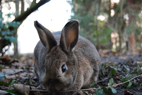 bunny bunny rabbits photo  fanpop