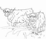 Highland Cattle Supercoloring sketch template