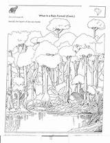 Rainforest Amazon Animals Layers Coloring Pages Tropical Forest Printable Colouring Rain Choose Board Sketch Kindergarten Worksheets Template sketch template