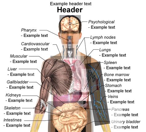 male anatomy diagram internal organs human body images   finder