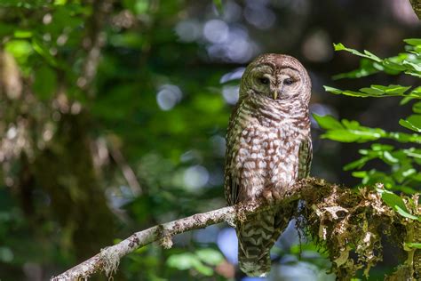 win win  spotted owls  forest management uc davis