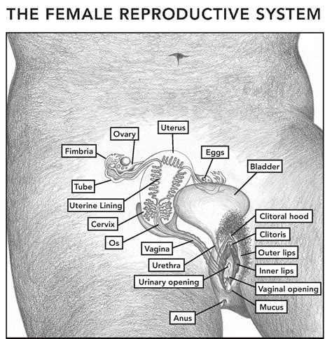 female  male reproductive system posters katie singer