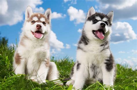 choosing  husky mix breed      home embora pets