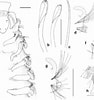 Afbeeldingsresultaten voor "spio Goniocephala". Grootte: 94 x 100. Bron: www.researchgate.net