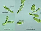 Afbeeldingsresultaten voor "rhynchonerella Gracilis". Grootte: 139 x 106. Bron: protist.i.hosei.ac.jp