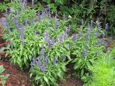 Salvia Victoria Blue Is The Queen Of Annuals Newstimes