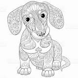 Dackel Ausmalbild Dachshund Ausmalen Hund Hunde Zentangle Welpen Welpe Erwachsene Malvorlage Zeichnen Colorear Istockphoto Doodle sketch template